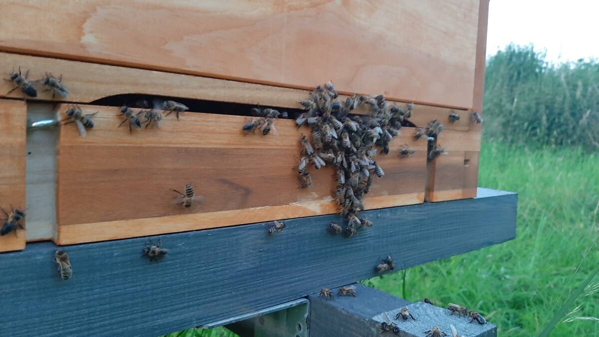 Bienenschwarm im neuen Zuhaus in der Kissinger Heide